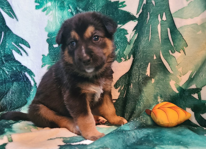 chinook puppy